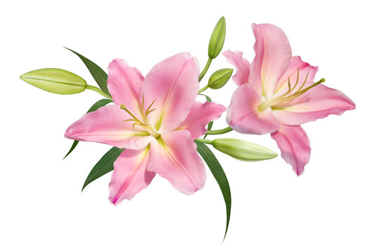 Pink lily flower bouquet isolated on transparent background