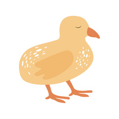 Cute chicken, spring concept 