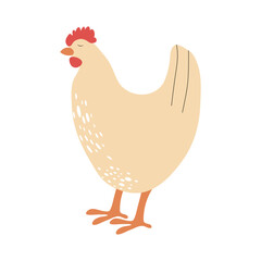 Vector image of chicken, hen, cock in cartoon style flat