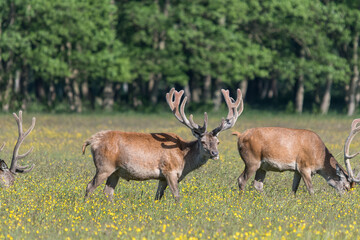 Kolbenhirsch am Morgen