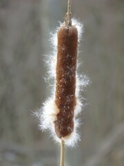Closeup of Brown Cattail Covered with White Fluffy Seeds against Gray Blurred Bokeh Background of Bare Trees
