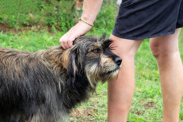 A man strokes a large shaggy dog in the yard of the house on a summer day. Friendship of dog and man