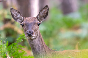 Sicherndes Rottier im Bestand
