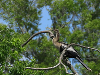 Female Anhinga Bird Perched on Bare Branches Of Dead Tree Looking up to Blurred Bokeh Background of Green Tree Leaves and Blue Sky