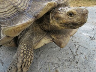 Close up of Head Shell Legs of Front Half of Tortoise from Side View Walking across Dry Ground with Open Eye