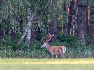 Alter Hirsch am Waldrand