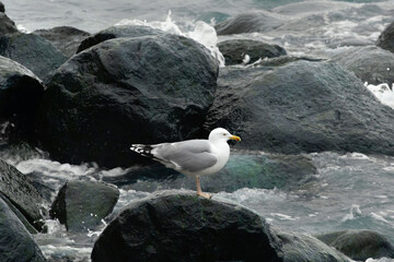 European herring gull sits on rocks on the seashore.