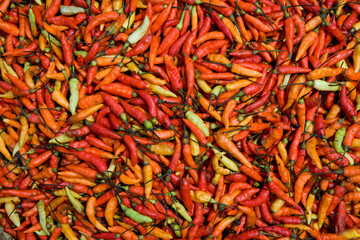 Red pepper (chili) (Capsicum frutescens)  dried in the sun. Close-up. Indonesia. New Guinea.