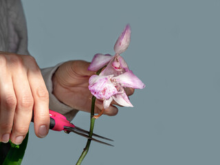 Close up pruning damaged orchid flowers with scissors. Home gardening, orchid breeding. Dry deep...