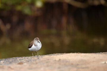 Fototapeta premium common sandpiper Standing around the lake surrounded by beautiful green trees 