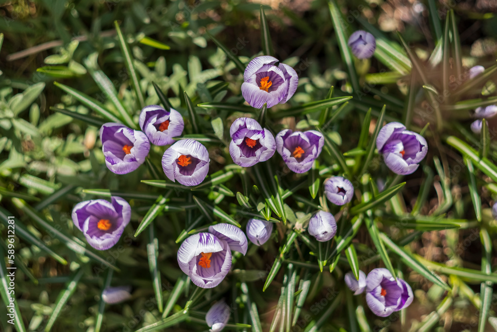 Canvas Prints Purple Crocus Flowers in Spring. High quality photo, top view