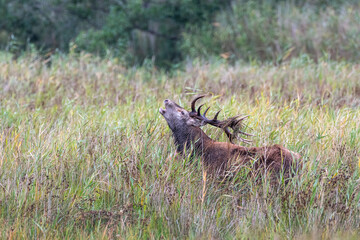 Der Platzhirsch