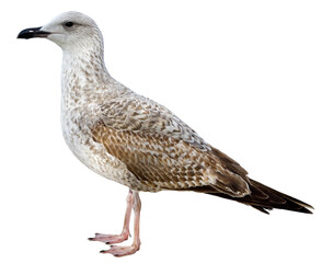 White and grey seagull