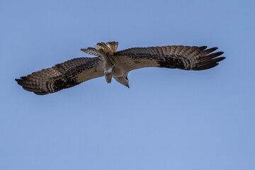 Osprey catching a fish flying in flight
