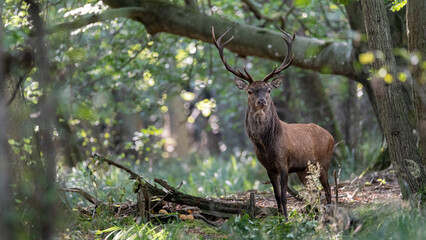 Rothirsch im Wald
