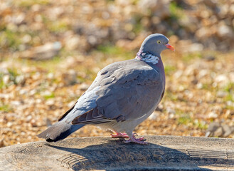 portrait of a beautiful pigeon
