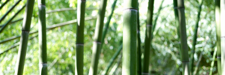 Natural green bamboo grove or forest background, giant woody grass