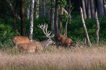 Rothirsch in der Wiese