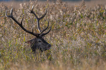 Rothirsch im Einstand