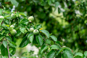 Green apples in the summer on a branch. Beginning of fruit ripening. Gardening brings joy and healthy eating