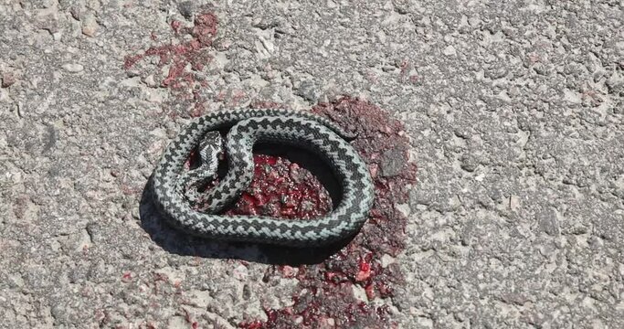 Closeup of dying common European adder also known as common European viper (Vipera berus) run over on asphalt road with blood, Sipoo, Finland.