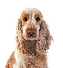 English Cocker Spaniel
