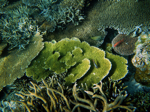 Coral landscape, Raja Ampat Archipelago, Western Indonesia