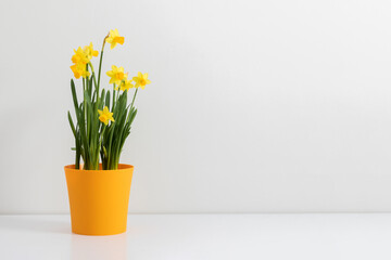 Yellow daffodil in pot isolated on white background. Spring flowers daffodils, Easter flowers. Concept banner with narcissus  with copy space.