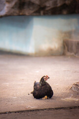 A mother hen protects her chicks under her wings.