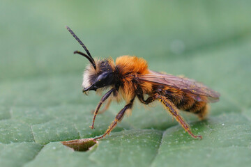 Closeup on a colorful fluffy male Tawny mining bee, Andrena fulva, sitting on a green leaf