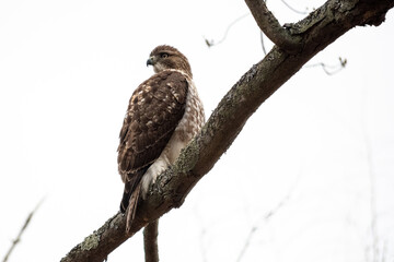 red tailed hawk perched on branch