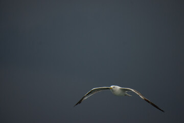 seagull in flight