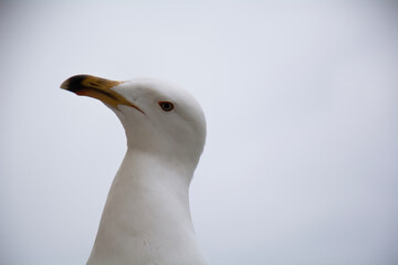 close up of a seagull
