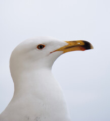 seagull isolated on white