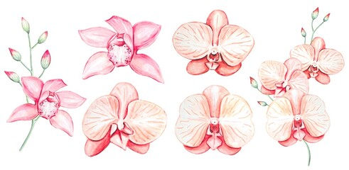 Set of watercolor pink orchid flowers isolated on white background