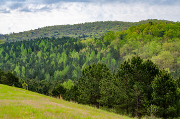 Fototapeta na wymiar landscape with a mixture of trees near alabama highway 431 in Calhoun County, near Anniston, Alabama, USA