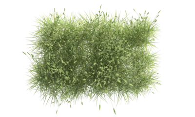 green foxtail grass isolated