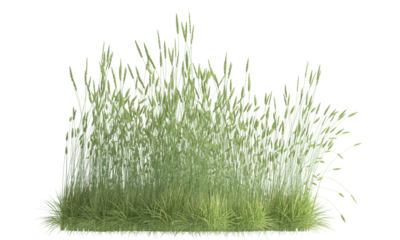green foxtail grass isolated