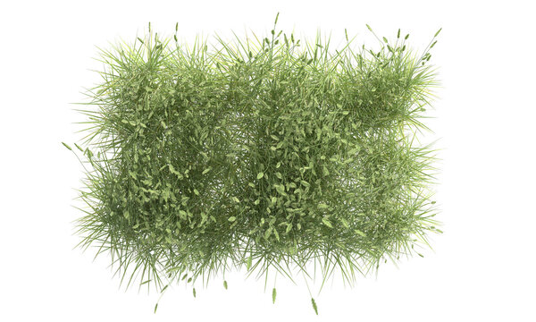 green foxtail grass isolated
