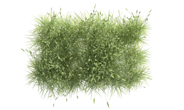 green foxtail grass isolated