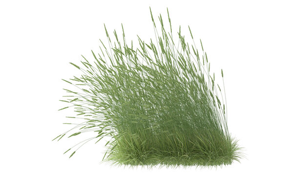 green foxtail grass isolated
