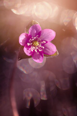 Kwiat przylaszczki (Hepatica nobilis). Kwitnące kwiaty. Motyw kwiatowy. Rozmyte tło.	
