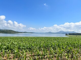 corn field and blue sky