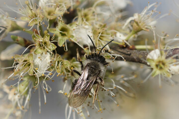Closeup on a male of the Grey-backed mining bee, Andrena vaga, drinking nectar from white...