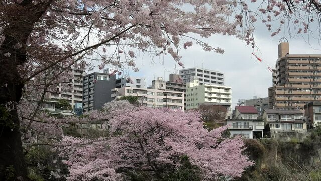 Sendai, Miyagi, Japan, April 2023.Scenery with Hirose River riverbed and cherry trees.