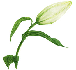 Bud of Oriental Lily watercolor