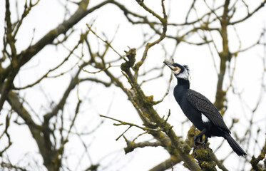 Cormorant seabird resting on a branch in some trees near a river in Cambridge