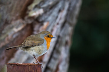 A European robin erithacus rubecula stand perched on a fence in forest during winter in the UK