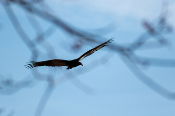 turkey vulture in flight