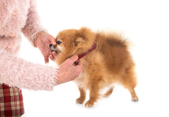 pomeranian in studio